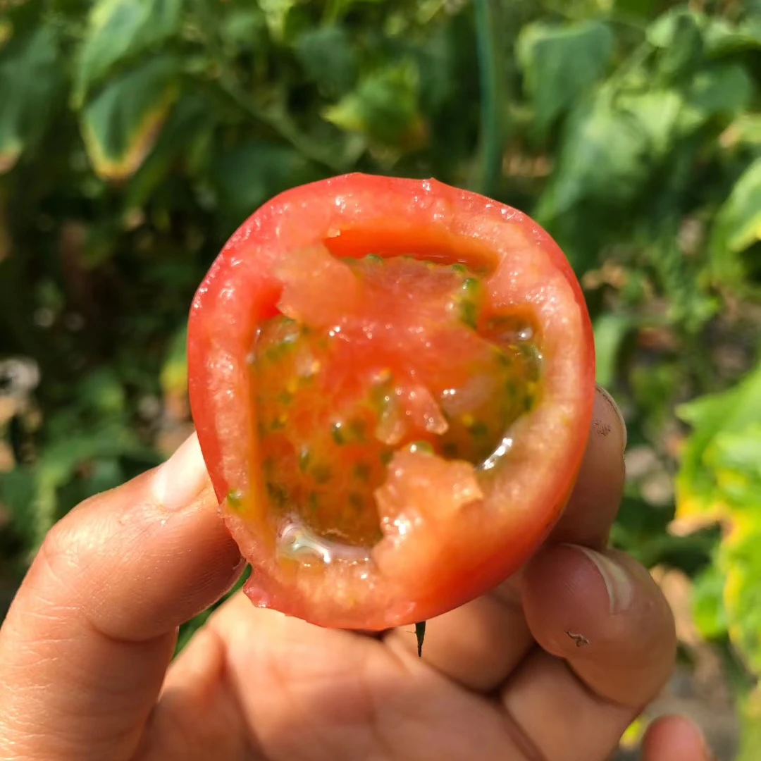 爆汁番茄 草莓柿子 精品礼盒净果4斤左右彩盒