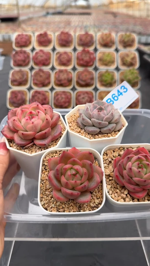 【闪购商品】643号脱土裸根发一物一拍4颗