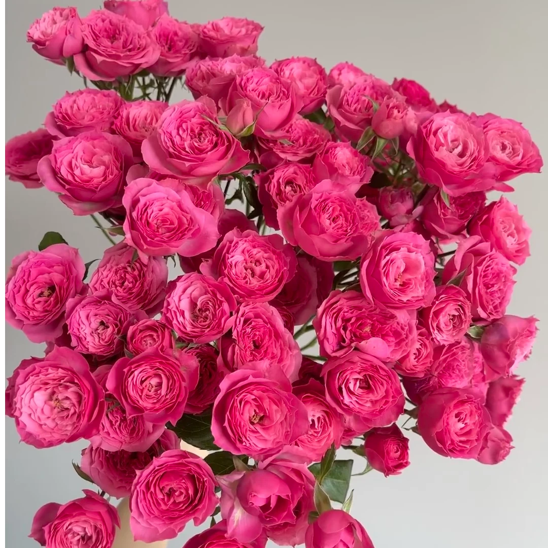 【小九】【苏菲】多头玫瑰 全场任意满两单及以上鲜花包邮