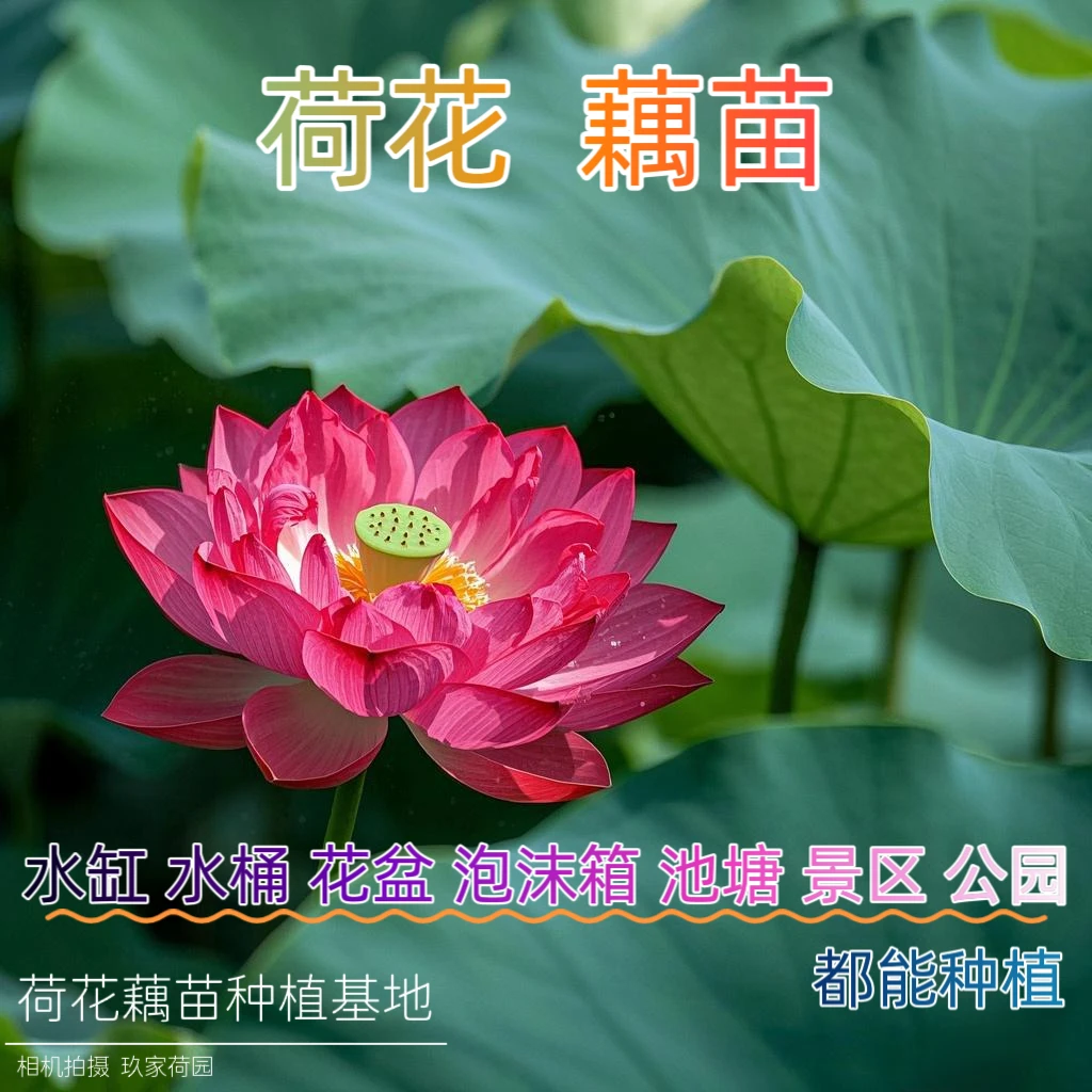 荷花苗藕苗传统观赏型花开多瓣食用型种藕种植花盆水缸庭院池塘