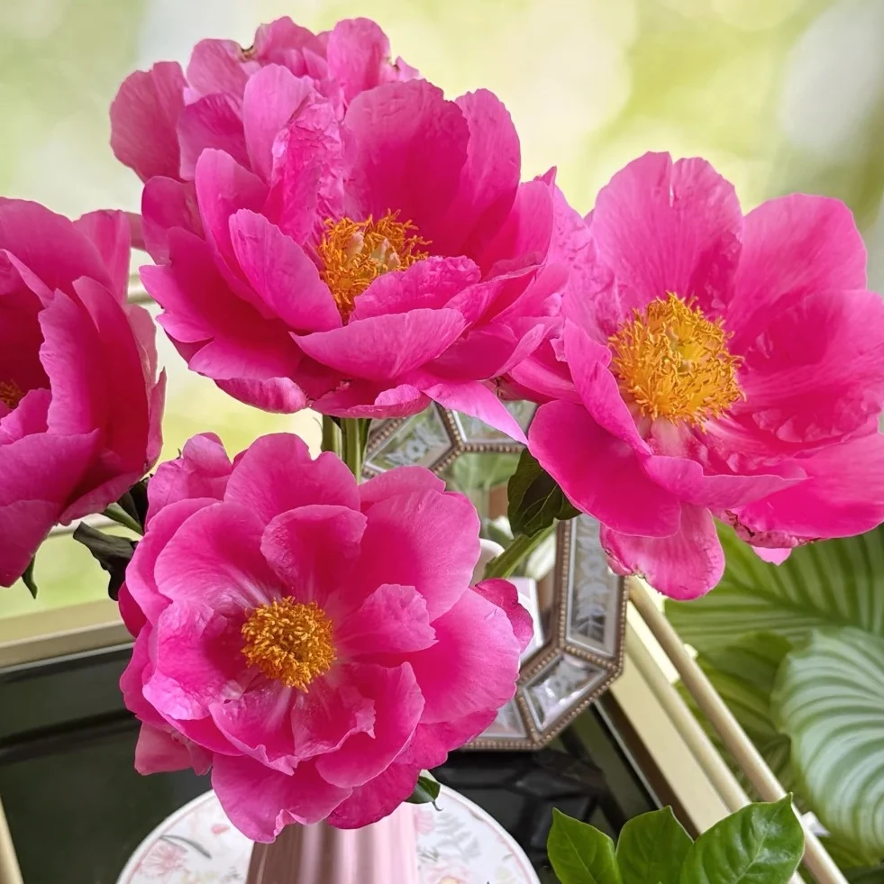 【雅典】芍药苗玫红色盆栽地栽阳台庭院花园 包对版包正版