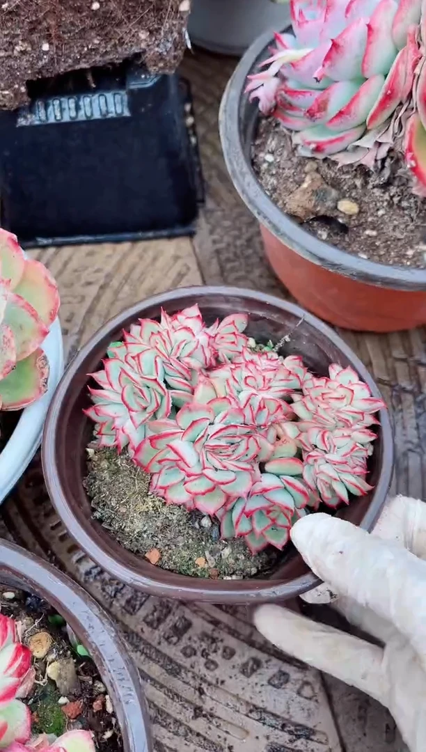 【闪购商品】03430