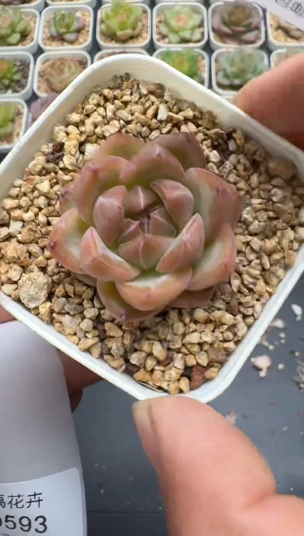 592E云禹多肉植物 带盆土纸巾打包 3颗包邮