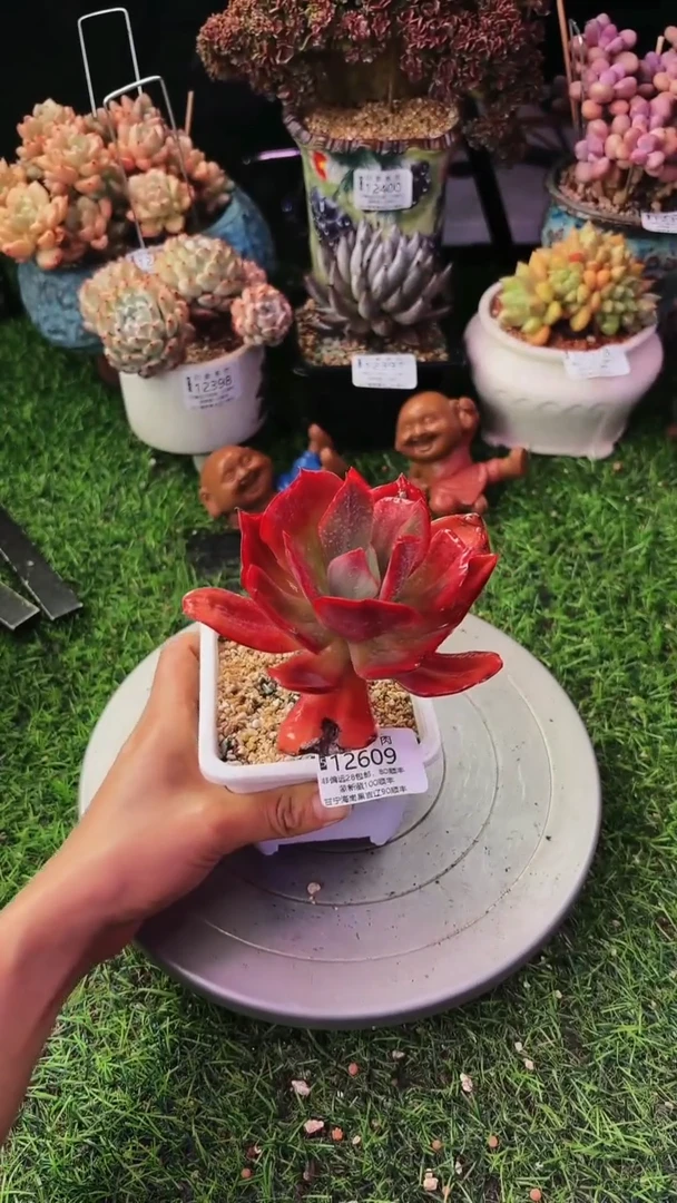 昆明印象多肉12609