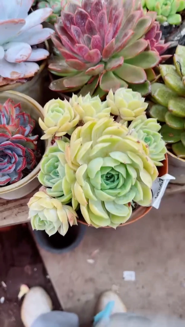 程*29030多肉植物一物一拍