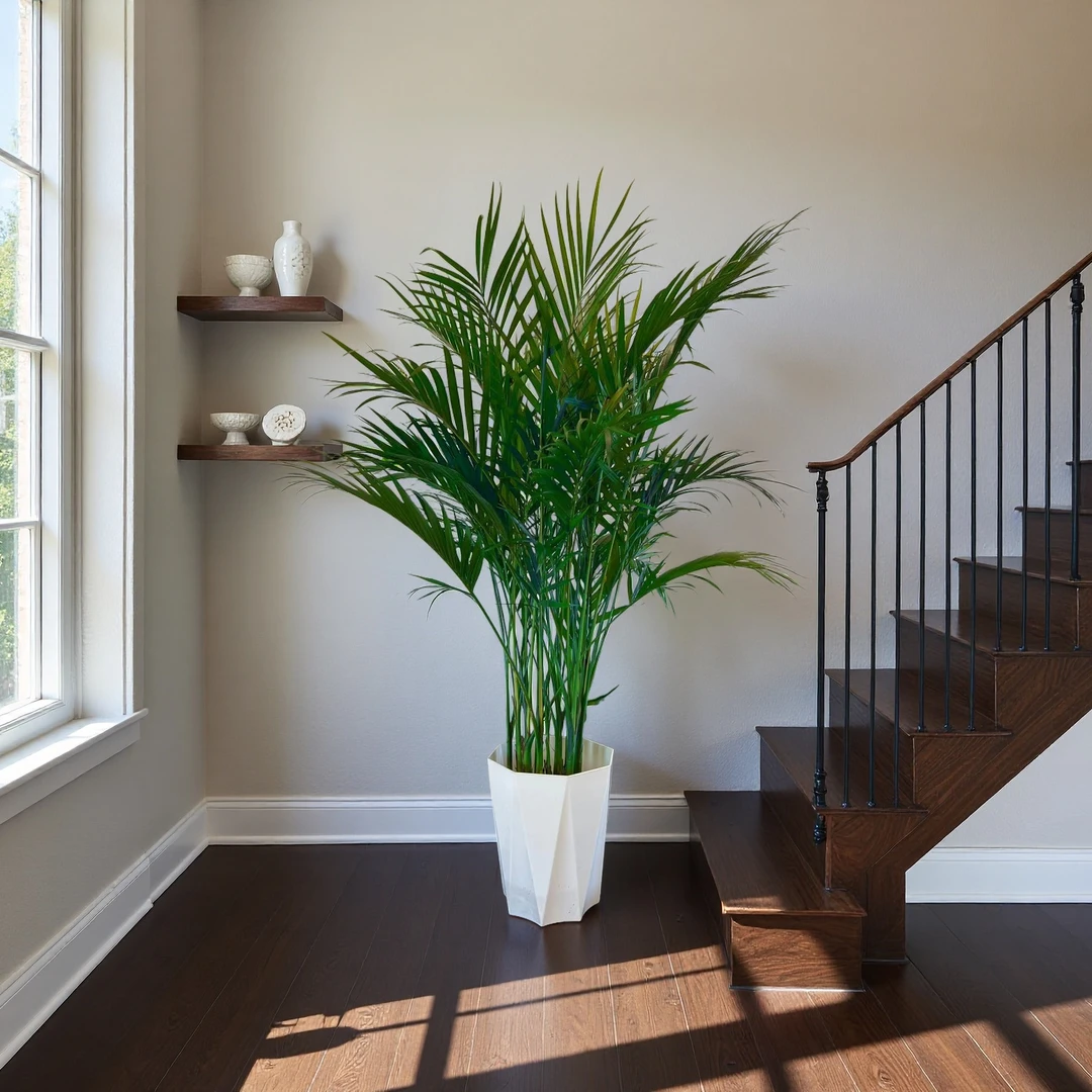 1.1-1.2米原土原盆基地直发富贵椰懒人必备品净化空气