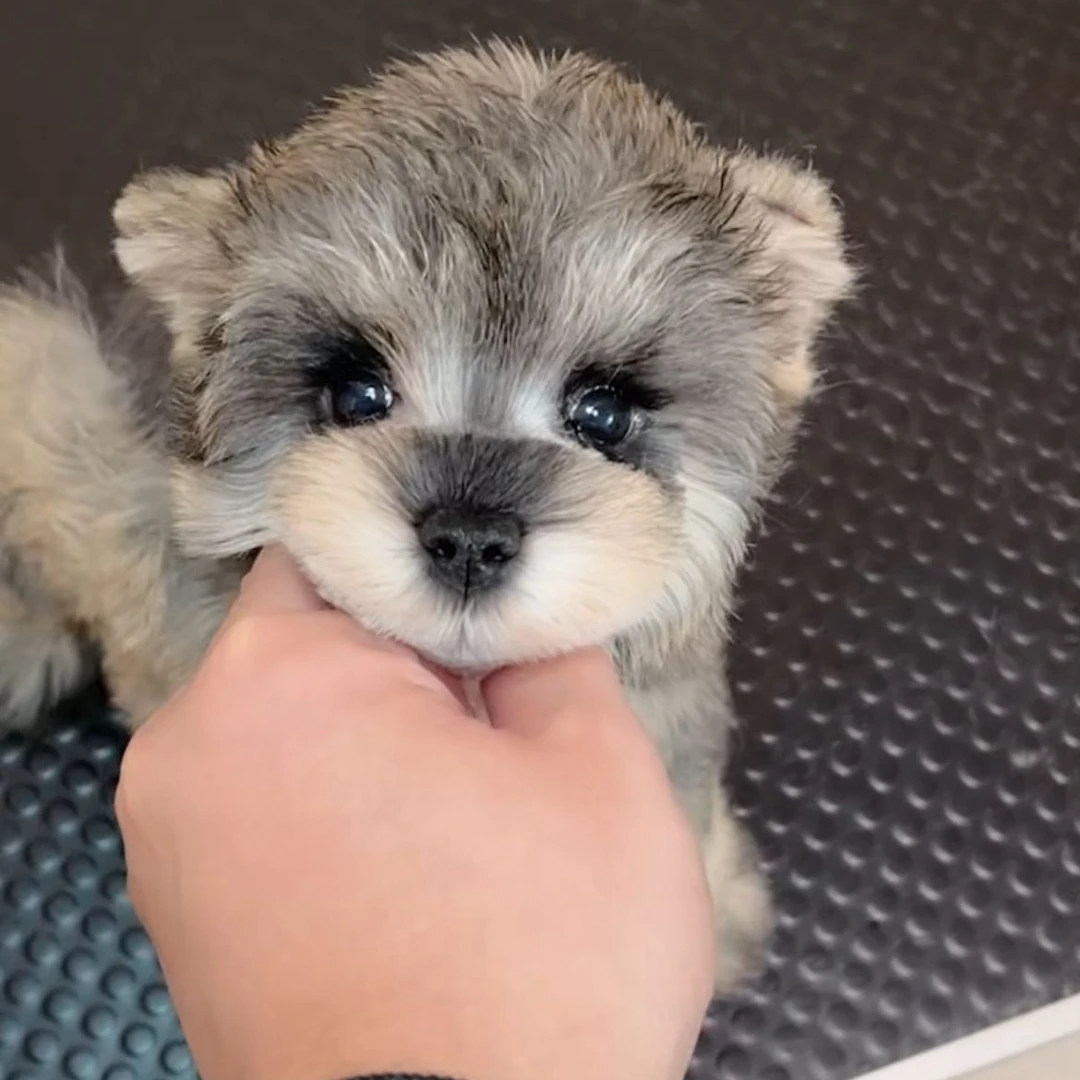 【老王家雪纳瑞B】宠物活体狗萌宠小狗品种雪纳瑞