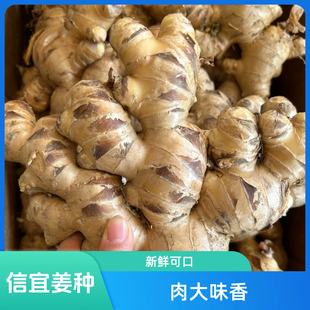 广东信宜2号姜种，微蓝心肉大肉姜