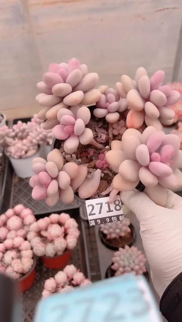 【闪购商品】信福多肉一物一拍