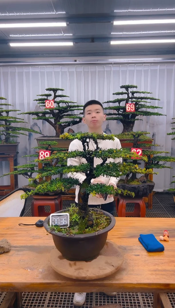 【闪购商品】紫砂精品盆景直播间一物一拍