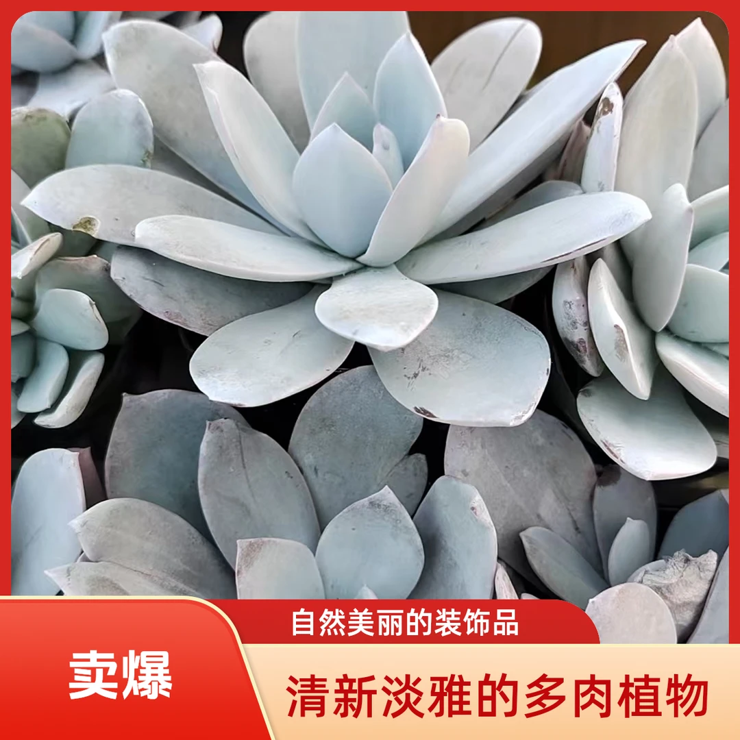 白莲多肉植物盆栽品种好养适合办公室阳台