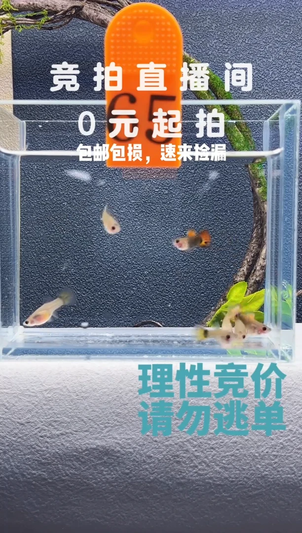 孔雀鱼玻璃猫三对编号65