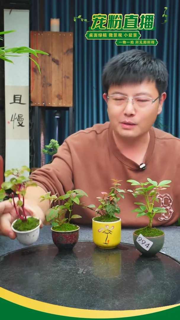 无花朵小*苔藓微景观994号