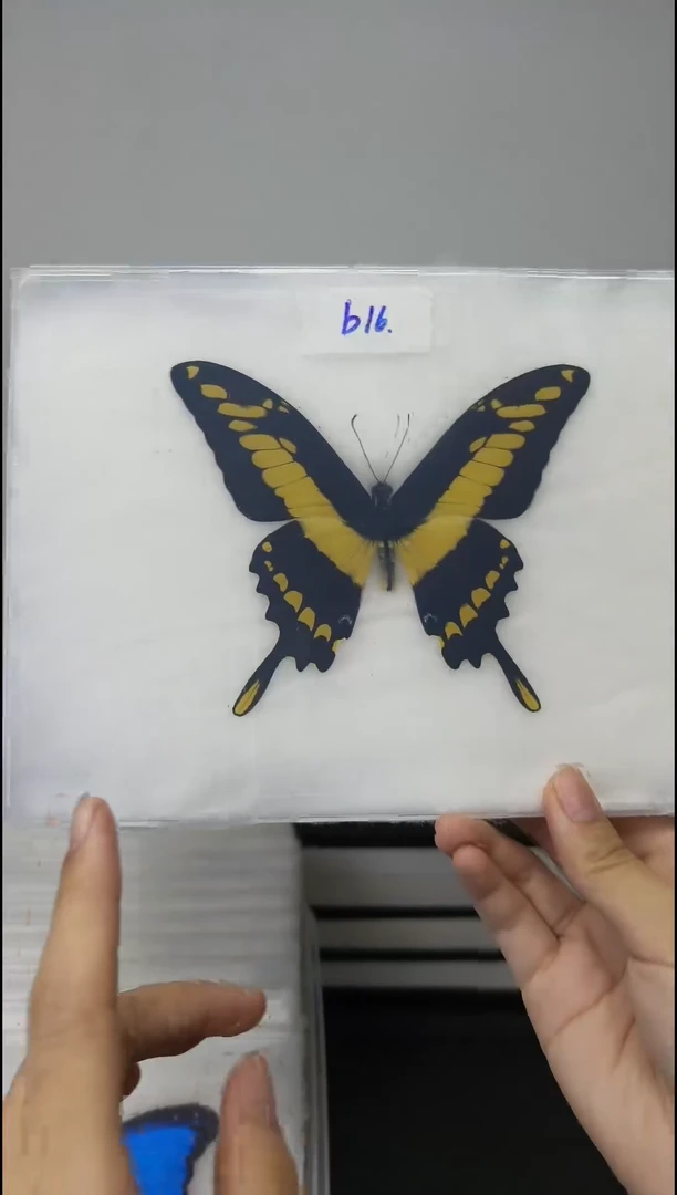 展翅品压棉发货一图一物编号B16