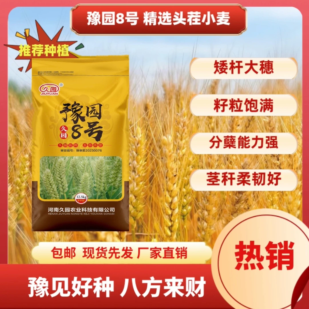 小麦豫园8号矮杆大穗高产抗病抗冻抗旱高产小麦品种种子推荐杭州