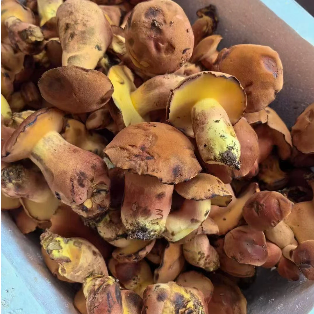 云南四季见手青牛肝菌顺丰冷链包邮