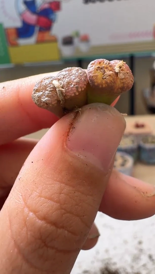 多肉植物肉锥10.8-78