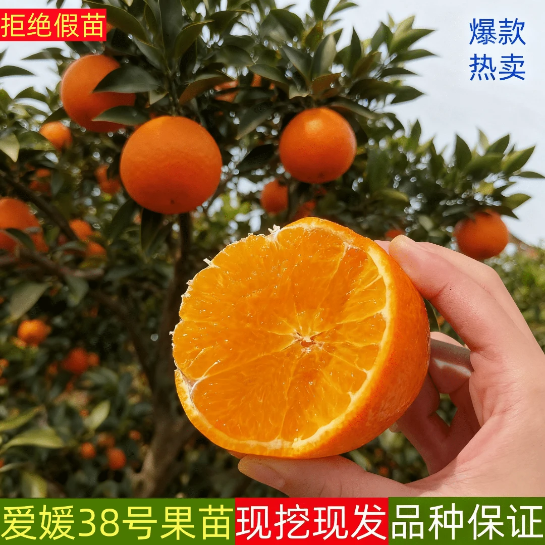 正宗爱媛38号象山红美人爱媛柑桔橘子苗嫁接爱媛果冻橙庭院树苗