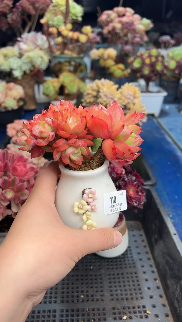 【闪购商品】110不带盆