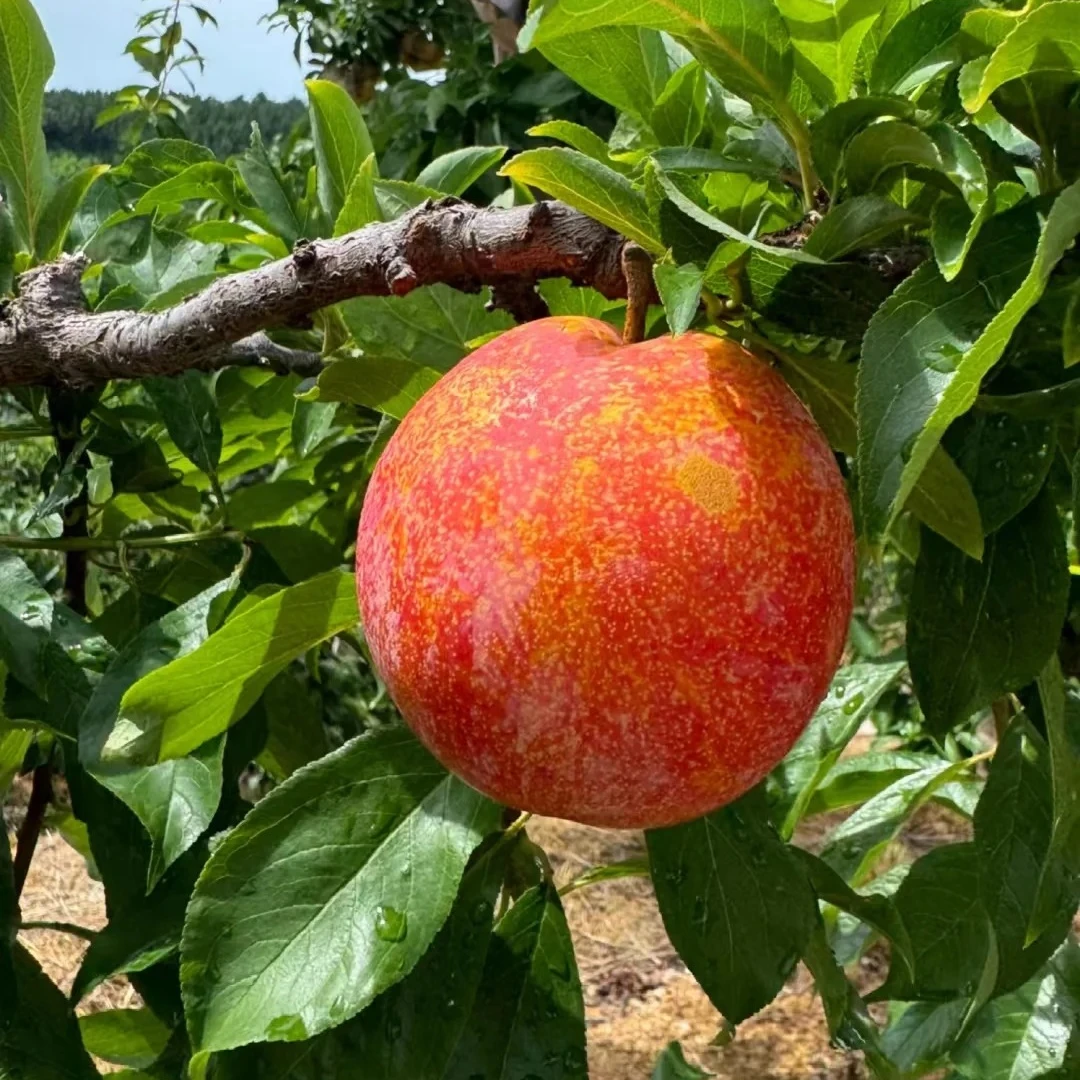 【鲜果】大红袍李子500g左右