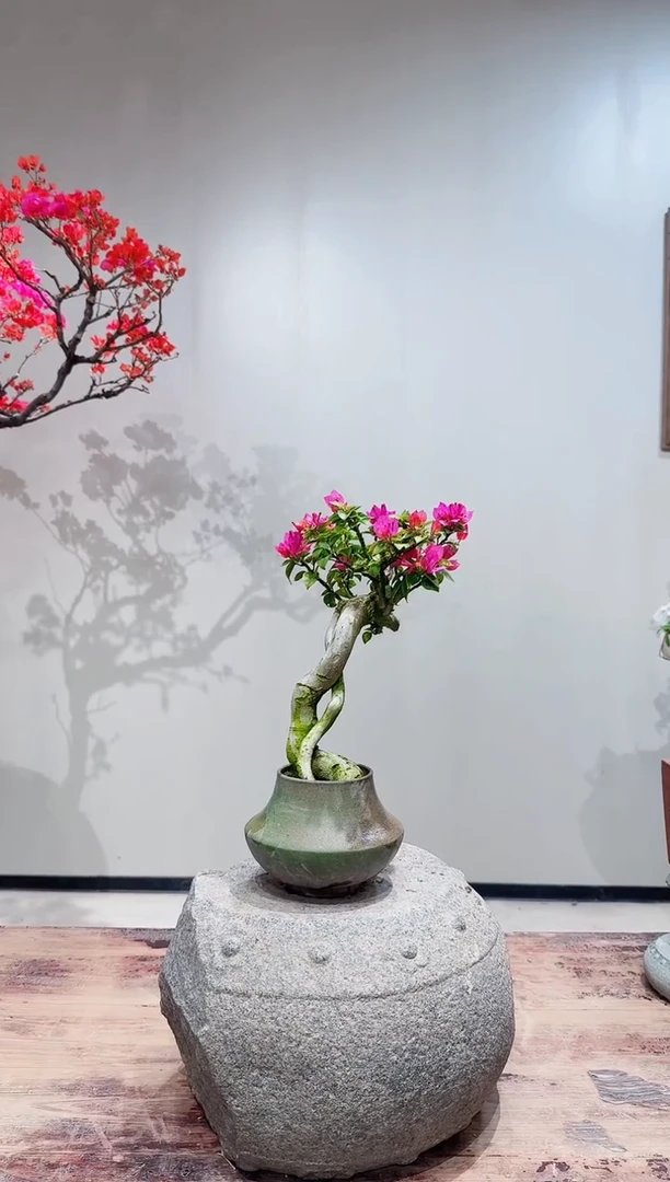 【闪购商品】盆景小桃红