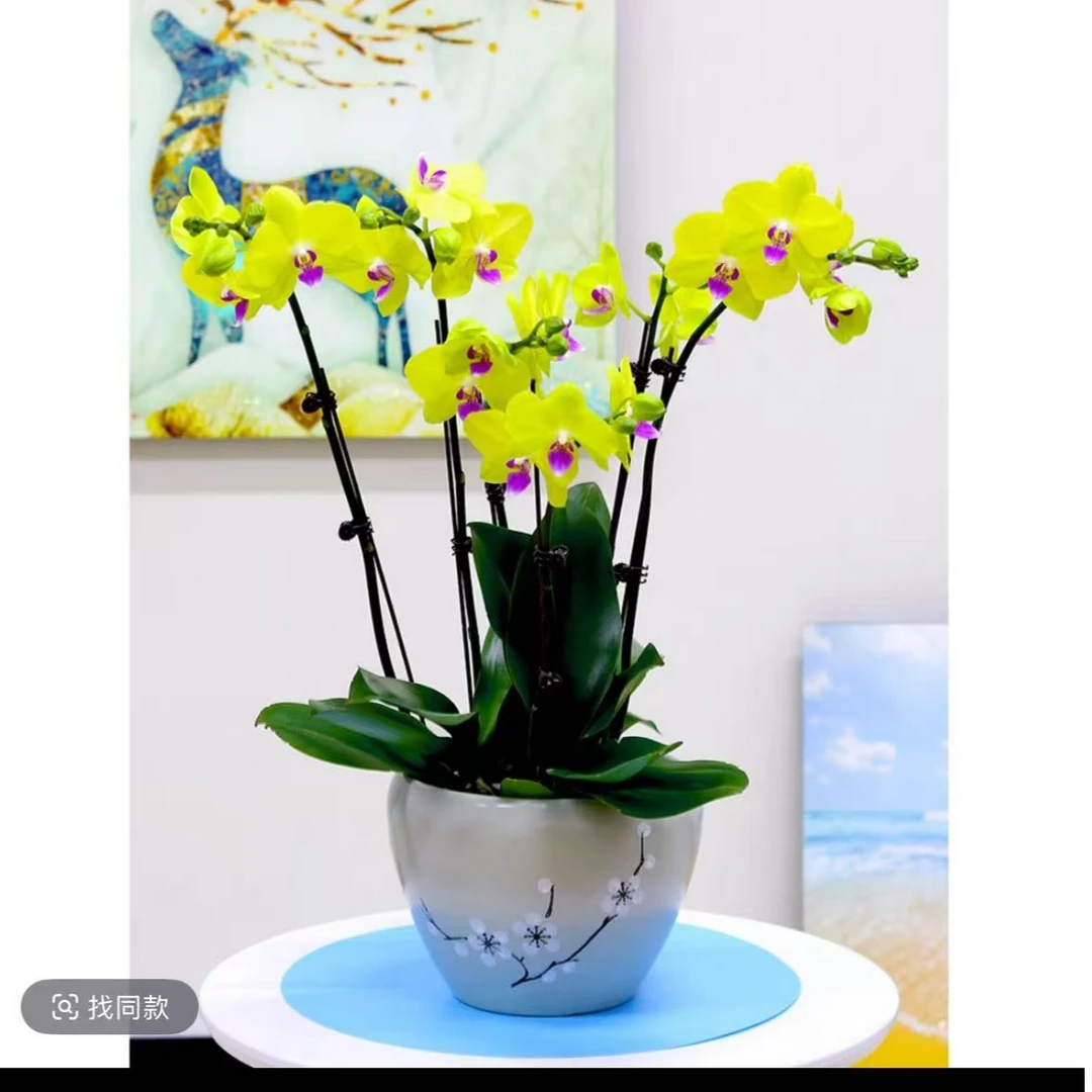 蝴蝶兰<甜格格带花>2.8寸杯盆栽客厅室内植物花卉高端蝴蝶兰