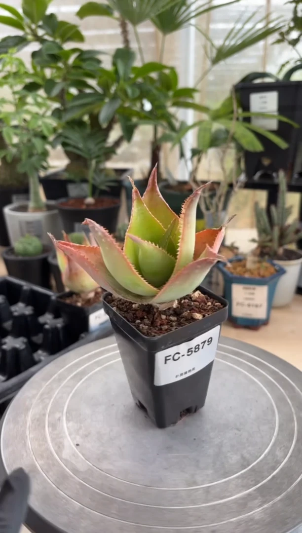 伊玛洛特FC-5879