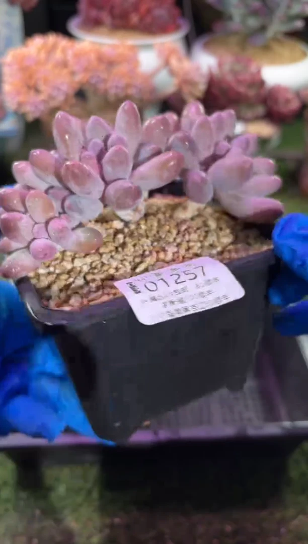 【闪购商品】01257