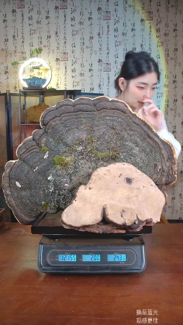 【顶品】红缘拟层孔菌中国大陆慈****馆野生红缘树舌20斤230-240年