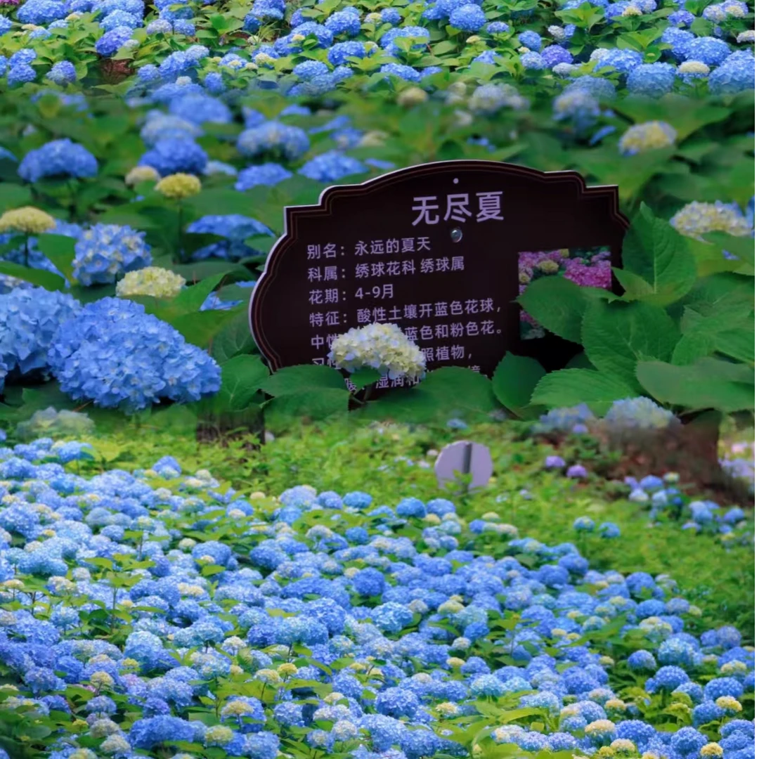 无尽夏蓝色1.5加仑清地不售后