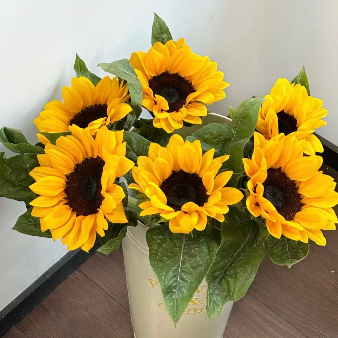 【六哥花卉】5支向日葵