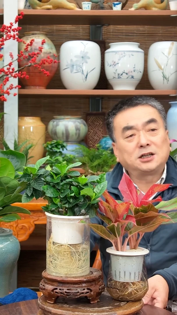 全部花苞宿*水之韵水培栀子花+万年红