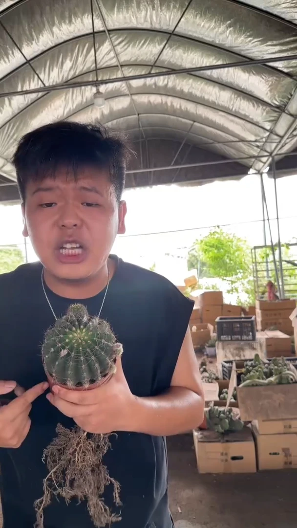 3颗 7-10cm 席克氏彩草 实生根