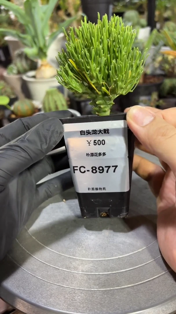 白头龙大戟FC-8977