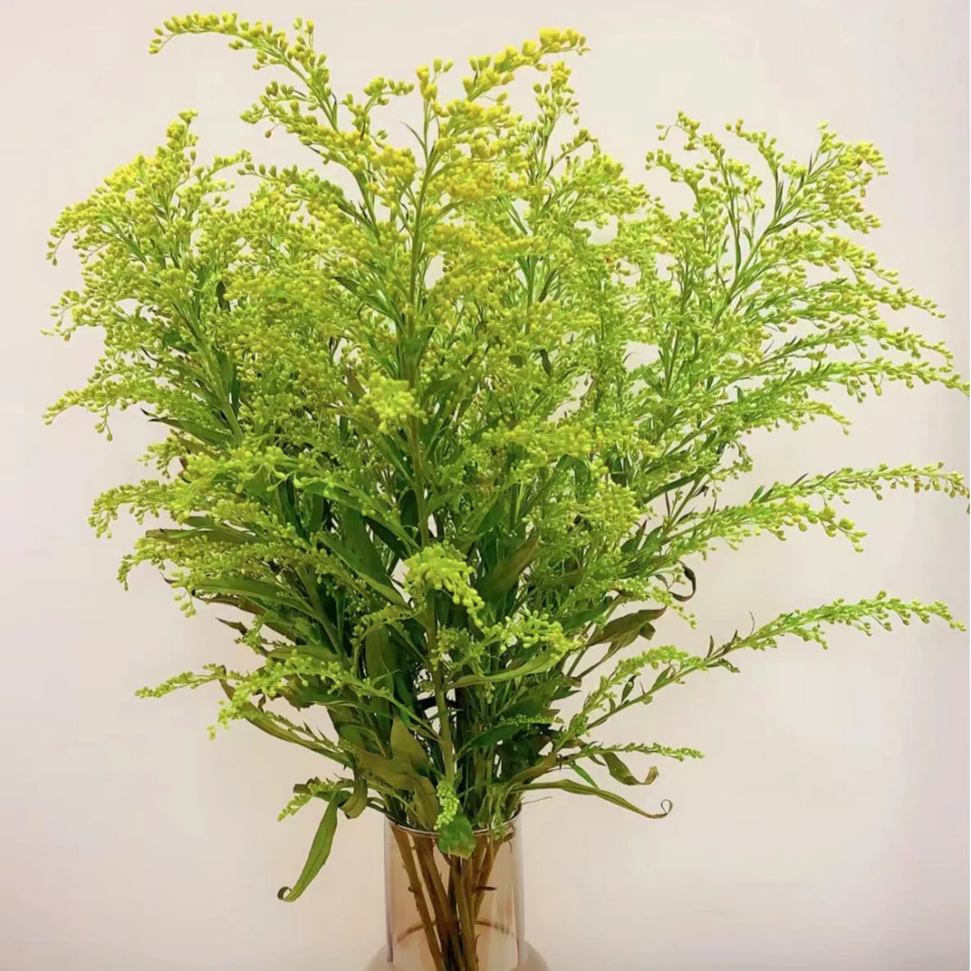 【黄莺配草】黄莺草配草推荐云南基地直发