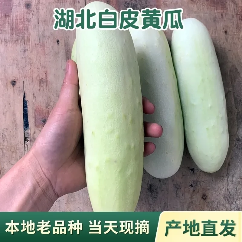 湖北新鲜黄瓜蔬菜白黄瓜白玉黄瓜农家自种黄瓜炖汤水果黄瓜旱黄瓜