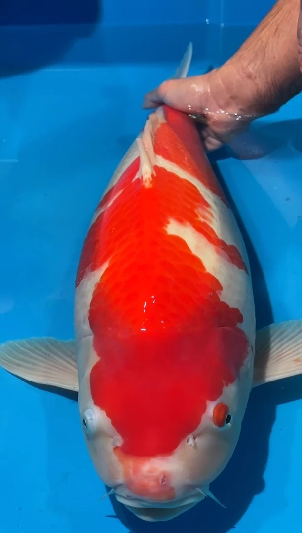 锦鲤佛山金隆锦鲤直播专用闪购链接，不支持7天无理由退货退款