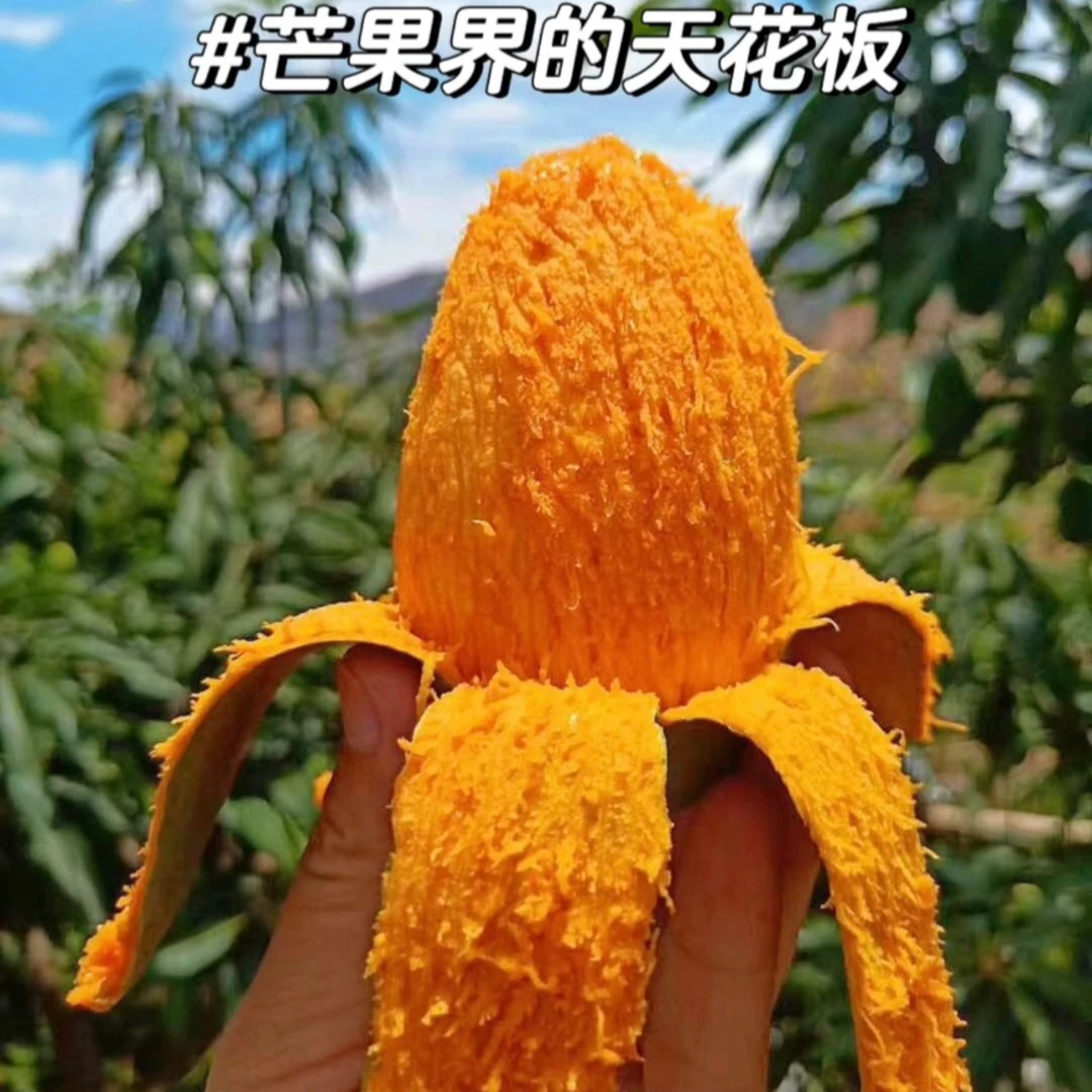 四川攀枝花正宗头茬椰香奶香味香甜鸡蛋芒饱满鲜嫩产地直发细腻