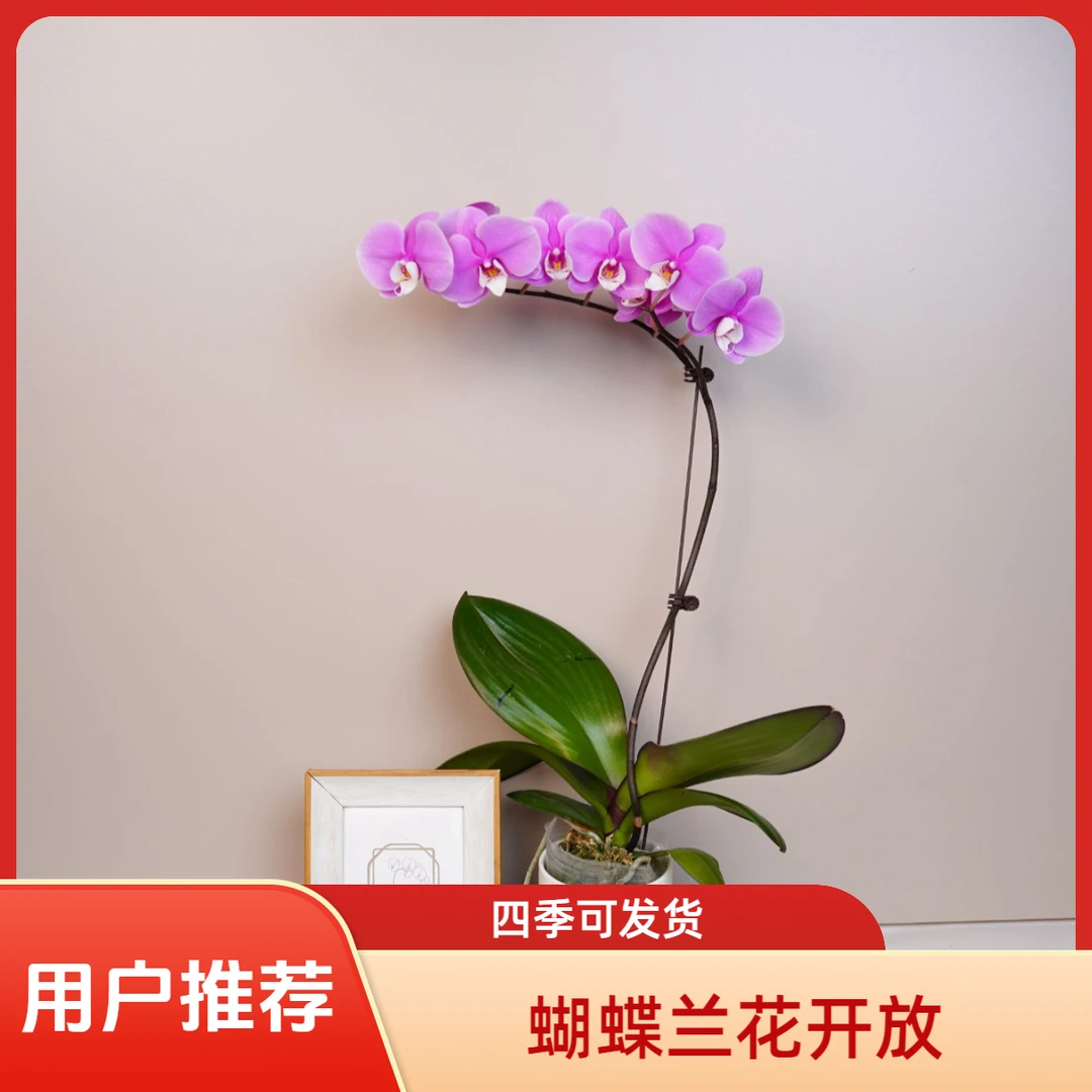悠花里蝴蝶兰【赛冰冰】爆花全花开花株发货