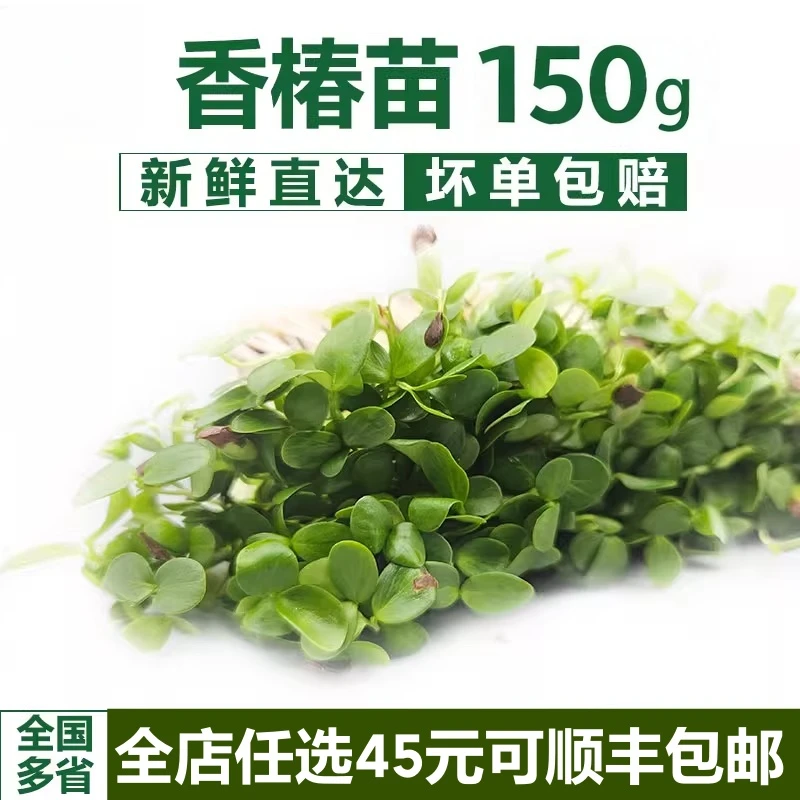 【新客福利】新鲜香椿芝麻菜芽苗菜香椿摆盘装饰当季现摘香椿煎蛋