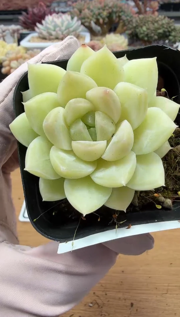 东云多肉园二店-110