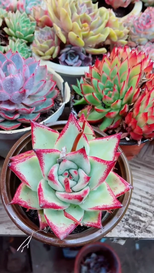 11004多肉植物一物一拍