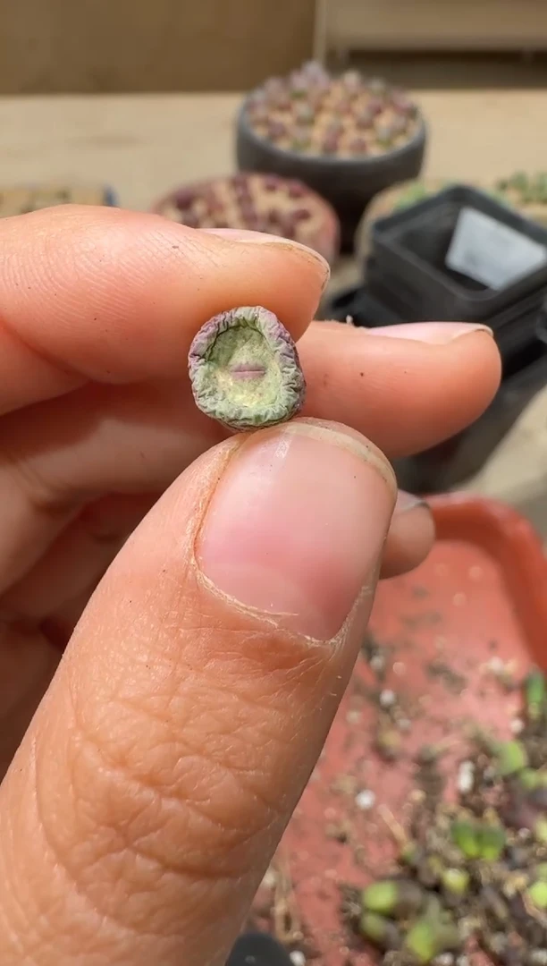 18-107多肉植物肉锥