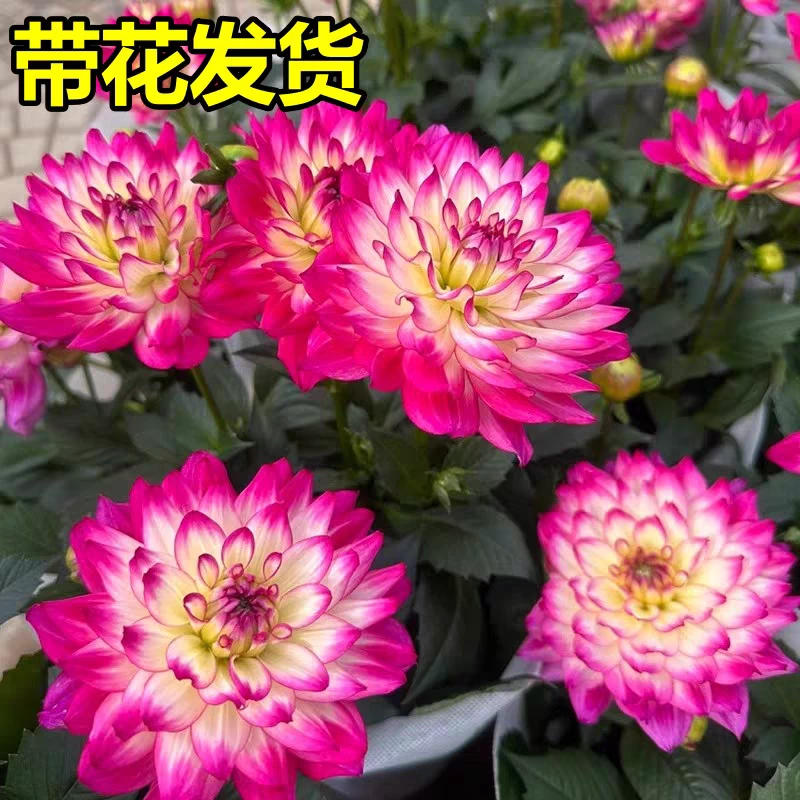 [荷花小丽花] 带花苞重瓣大丽花盆栽四季开花卉植物阳台庭院好养