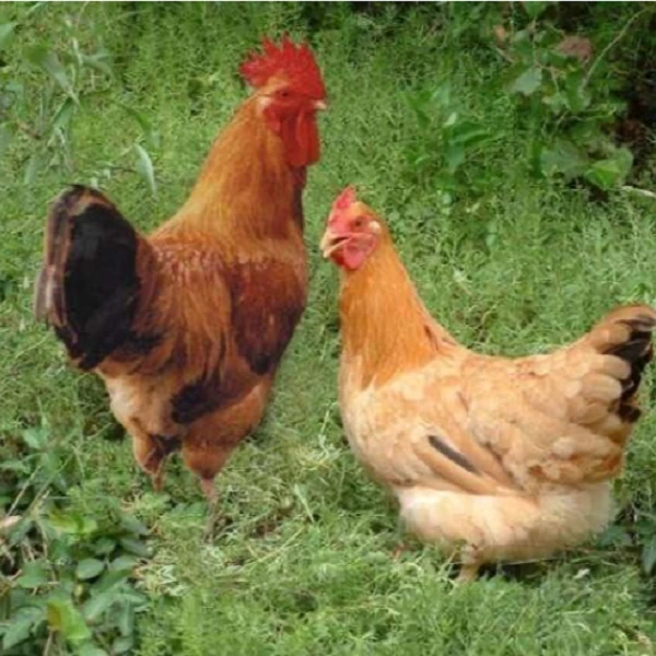 新人送一只【公母组合】农家散养 母鸡净重3.0-3.5 公鸡净重 3.0-3.5