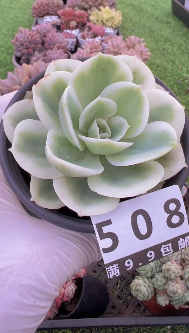 【闪购商品】信福多肉一物一拍