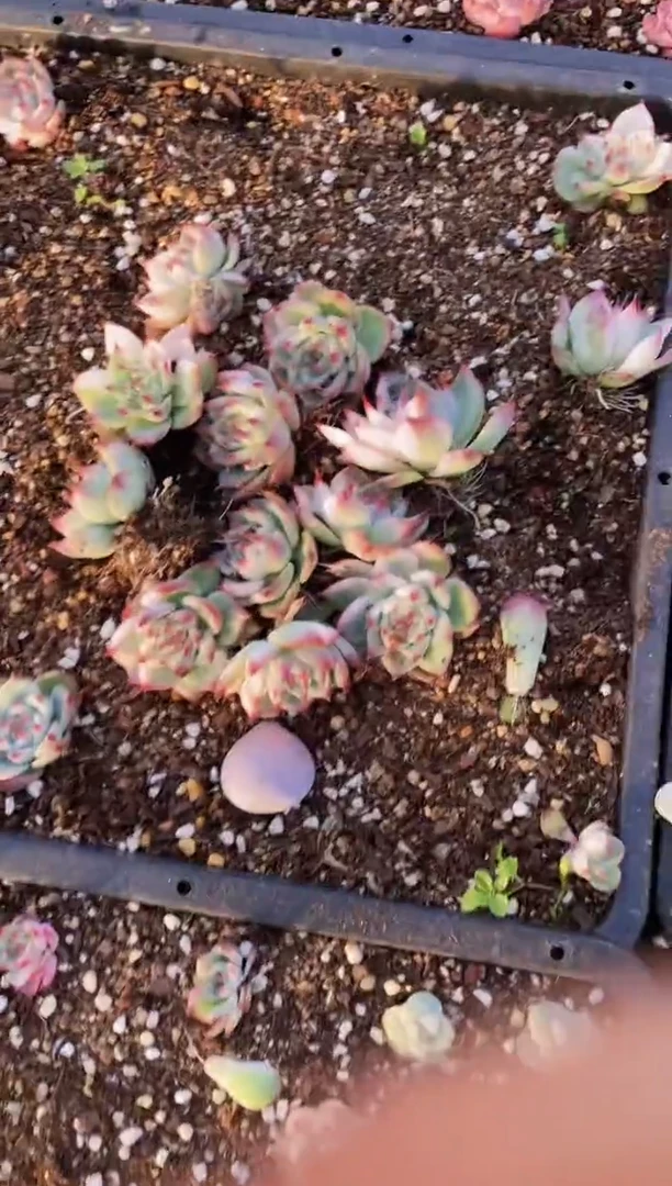 【闪购商品】小吉娃娃锦量拍一颗