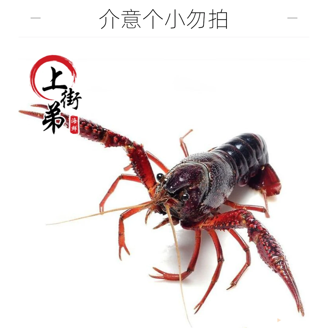 【清水小龙虾】上街弟推荐 稻田小龙虾 鲜活发货 不包活