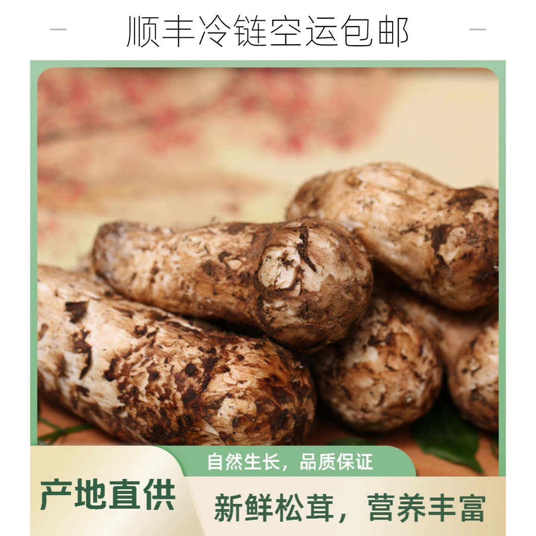 云南新鲜松茸 顺丰冷链空运包邮鲜松茸