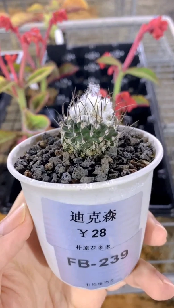 【闪购商品】FB-239